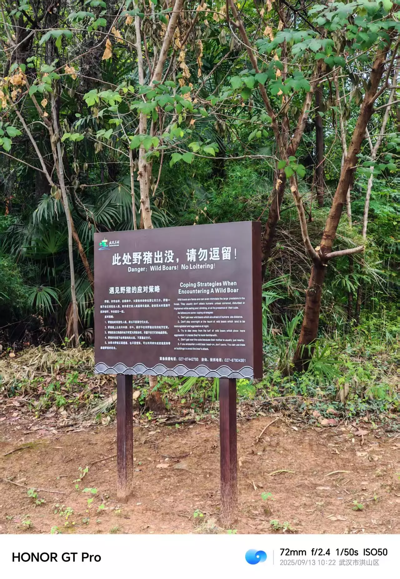 野猪